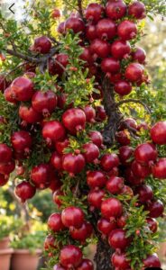 Pomegranate p